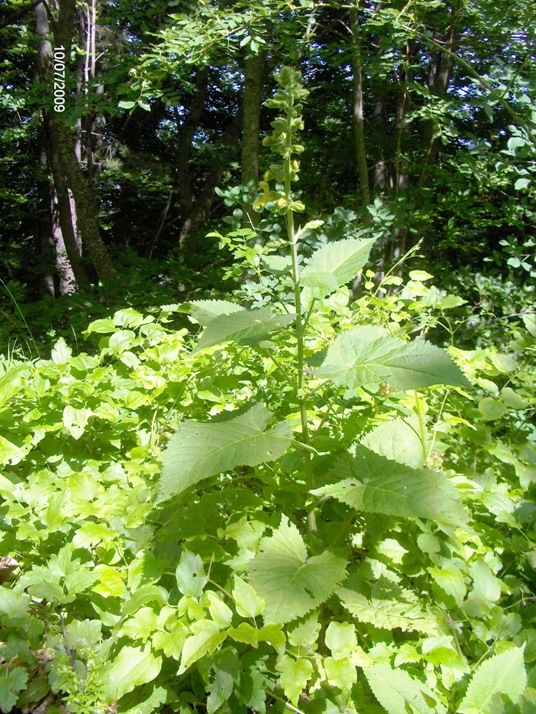 Salvia glutinosa